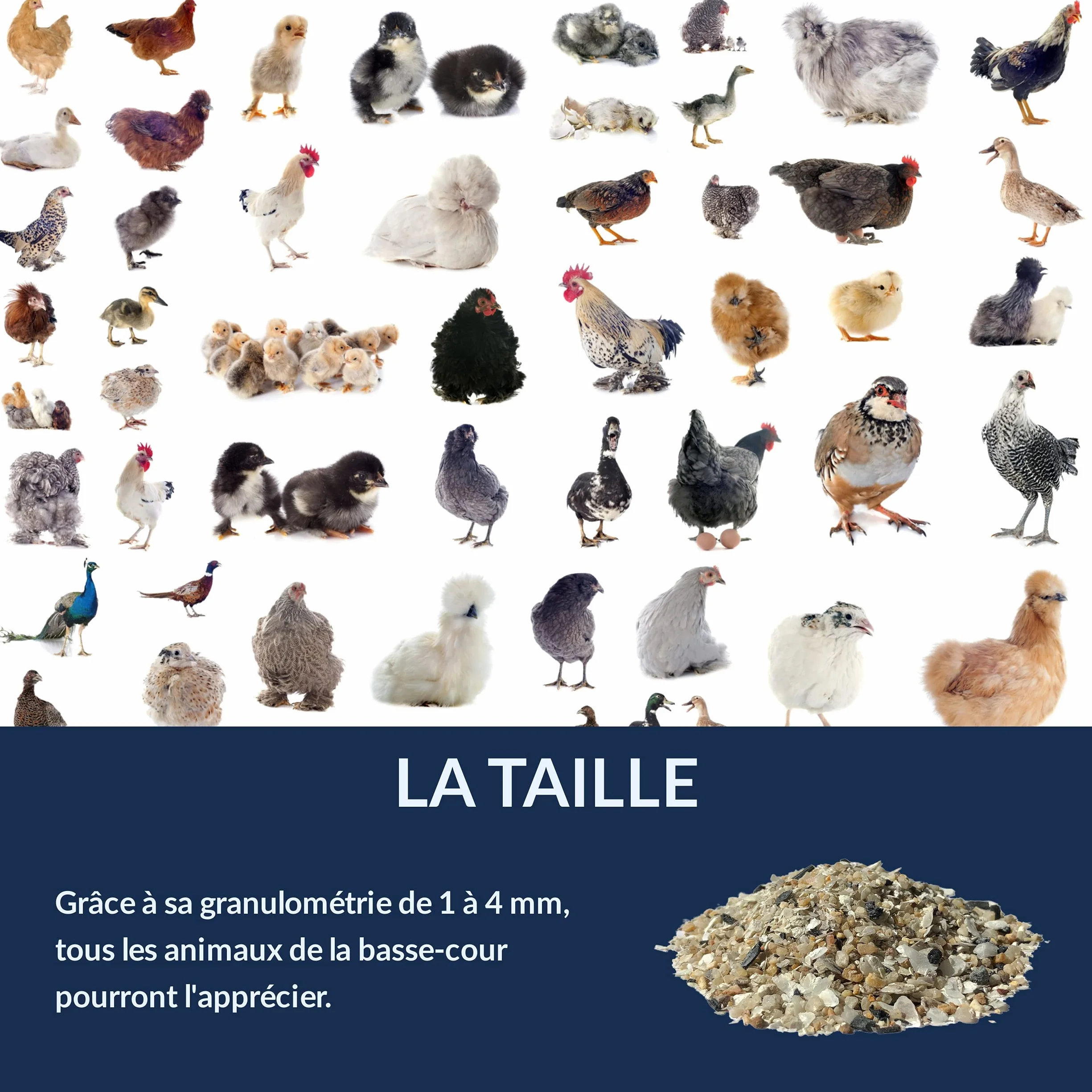Chick'N Deluxe® Grit Deluxe 5kg Complément Alimentaire Pigeons Volailles Minéraux Charbon Actif Anis Digestion Coquille d'oeuf