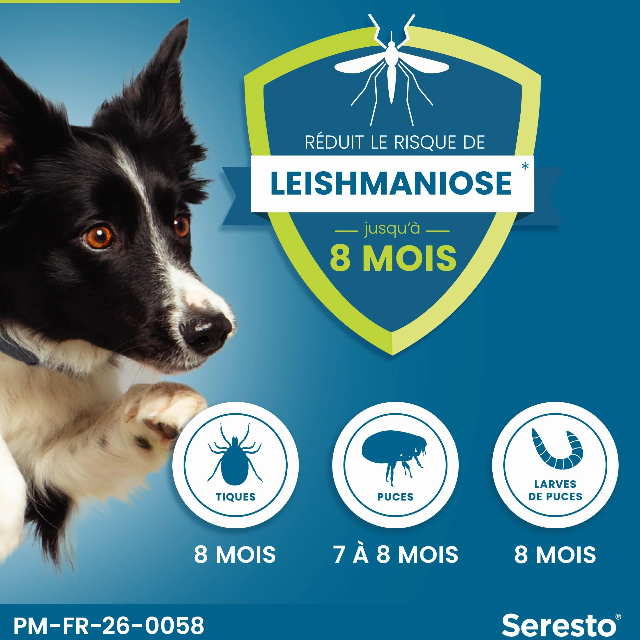 Seresto Collier Grands Chiens – 2 Protections anti puces et anti tiques pour grands chiens de plus de 8 kg – Collier Seresto pour chien 7 à 8 mois de protection, réduit le risque de leishmaniose –Gris