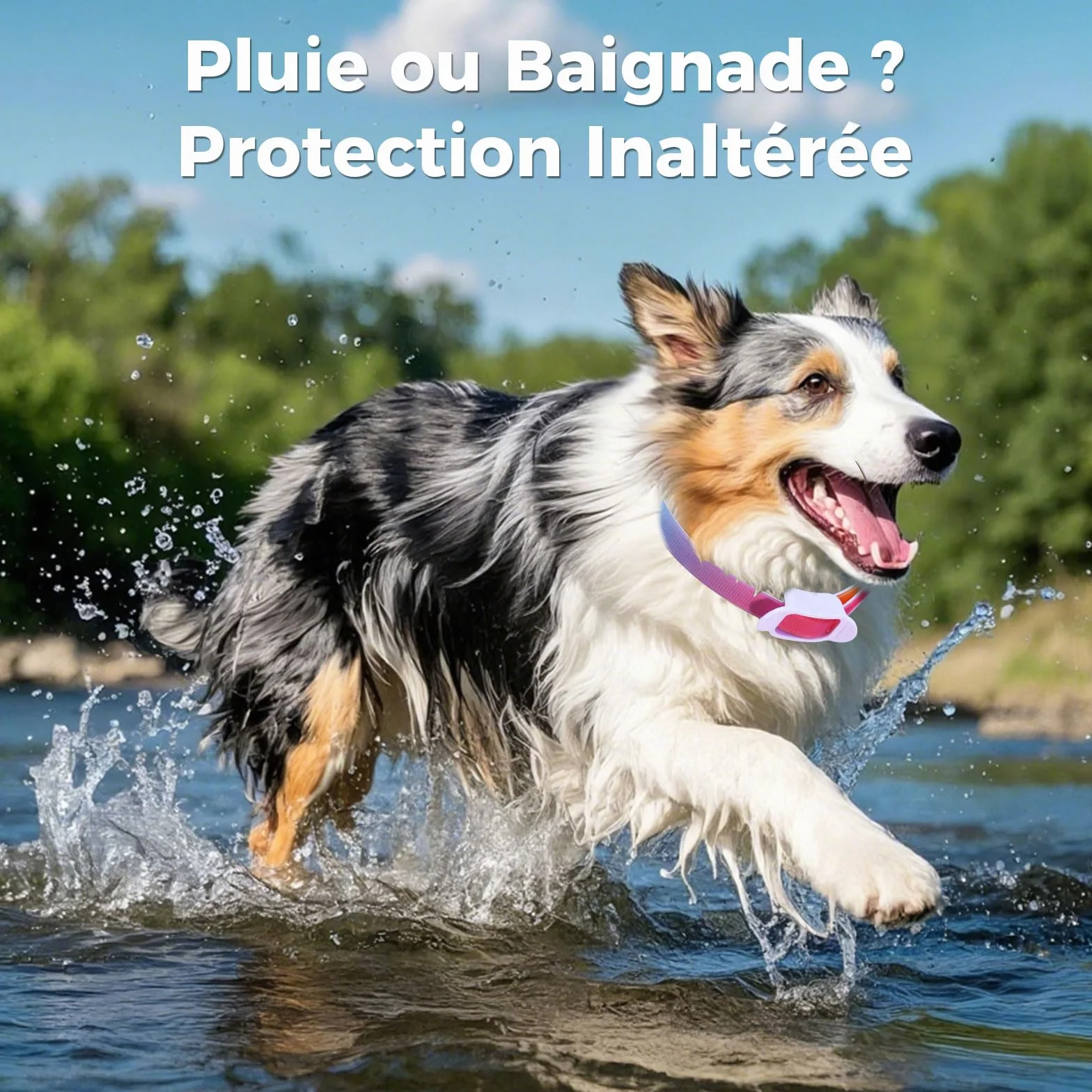 Collier Anti-Parasites pour Chien, Protection 8 Mois, Anti-Puces & Tiques, Réglable 69cm, Résistant à l'eau