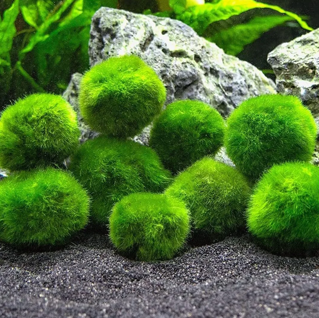 Marimo Boule d'algue Cladophora Aegagropila 2-3 cm décoration aquarium terrarium 10 pièces