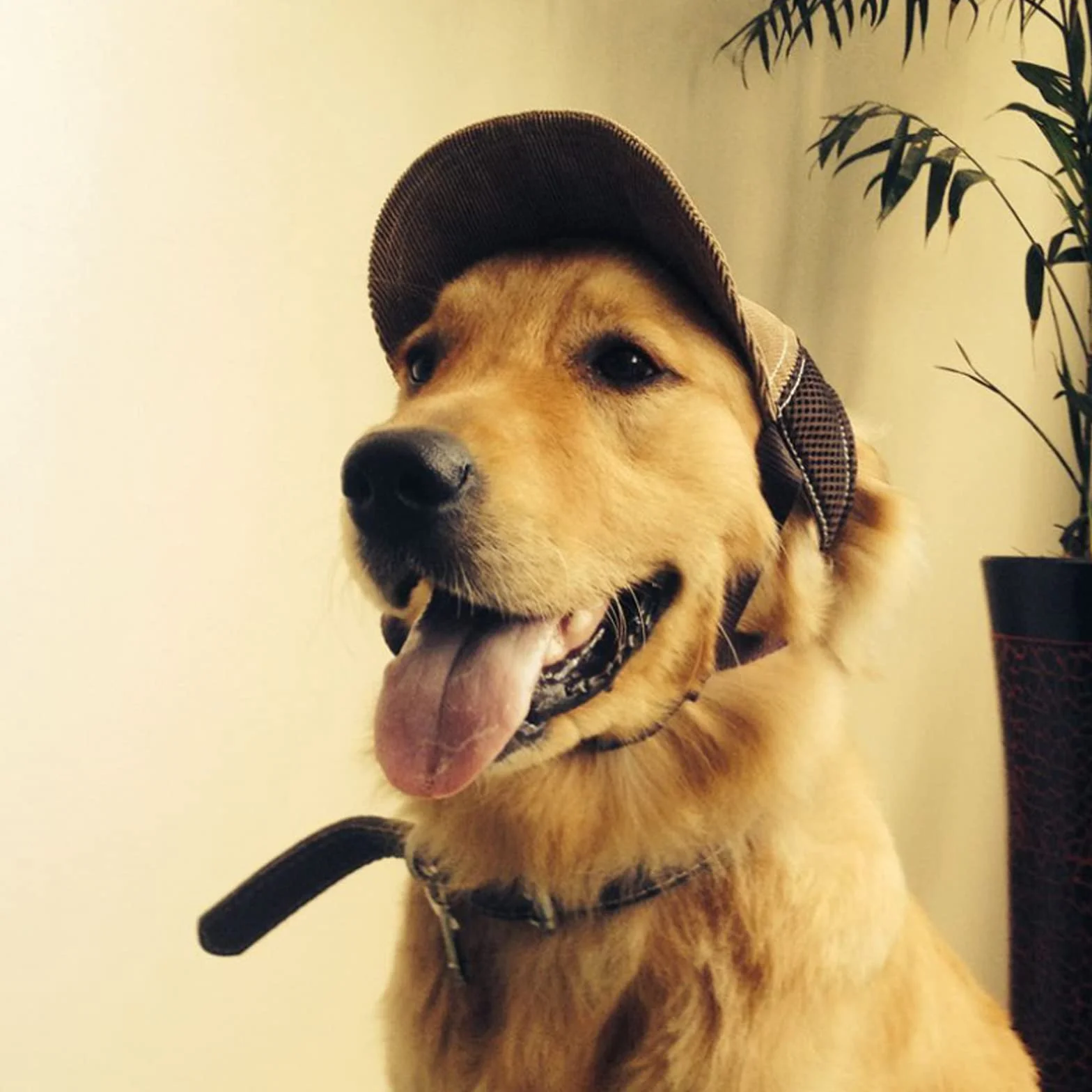 Casquette de Baseball pour Chien Chapeau Soleil Réglable avec Trous d'Oreille Visière Chiot