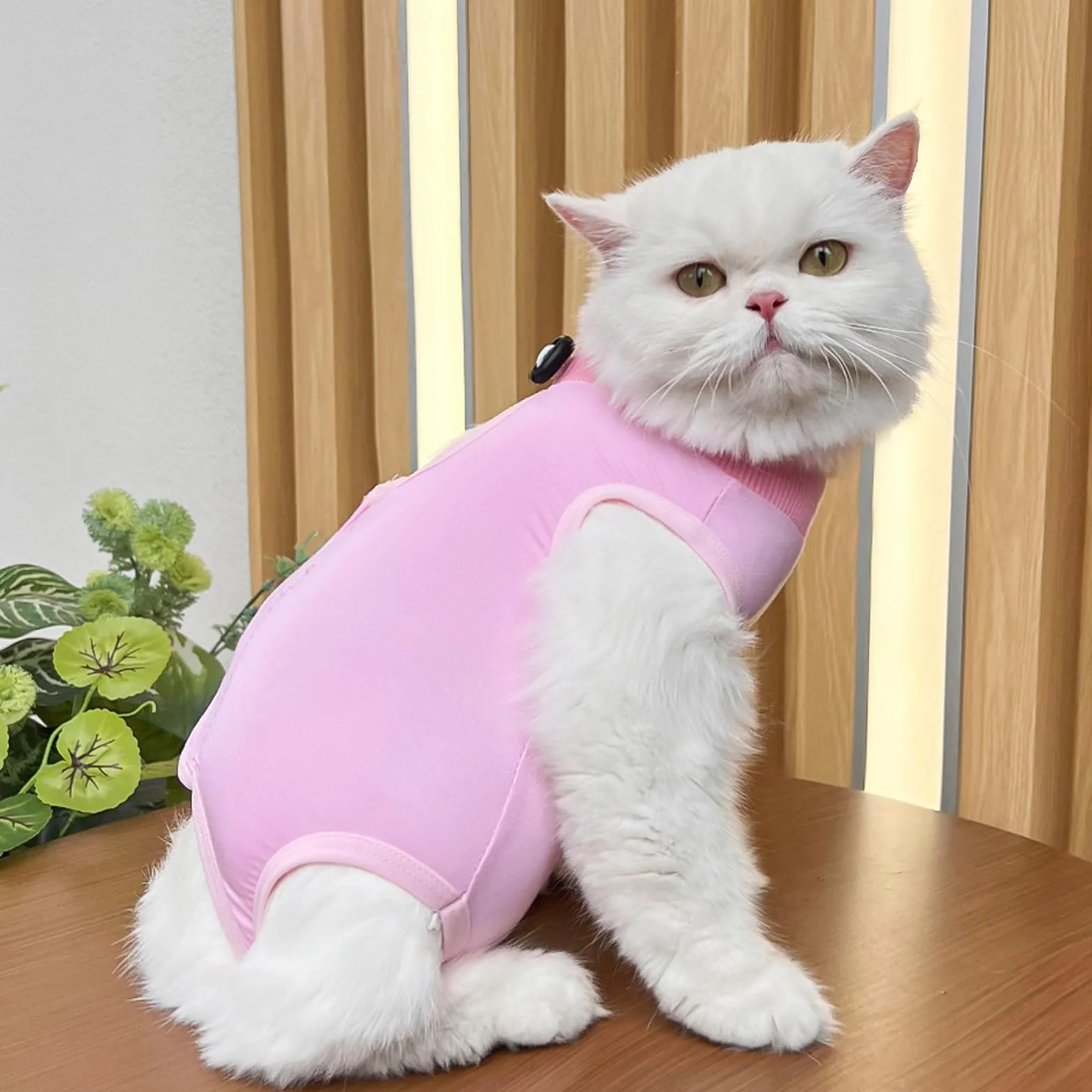 Combinaisons de Récupération pour Chat, Vêtement Post-Opératoire pour Chats Femelles, Tissu Modal Doux, Rose & Bleu, Taille M (2-4KG)
