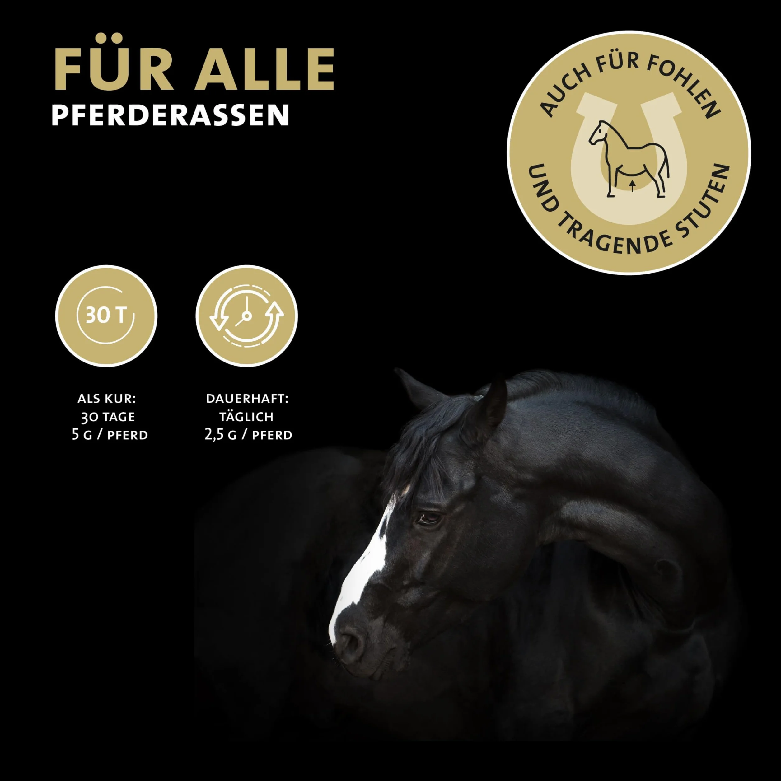 Peticare Cure Articulaire en Poudre pour Chevaux | Soutient Articulations & Tendons | Ingrédients Naturels | MSM & Moule Verte