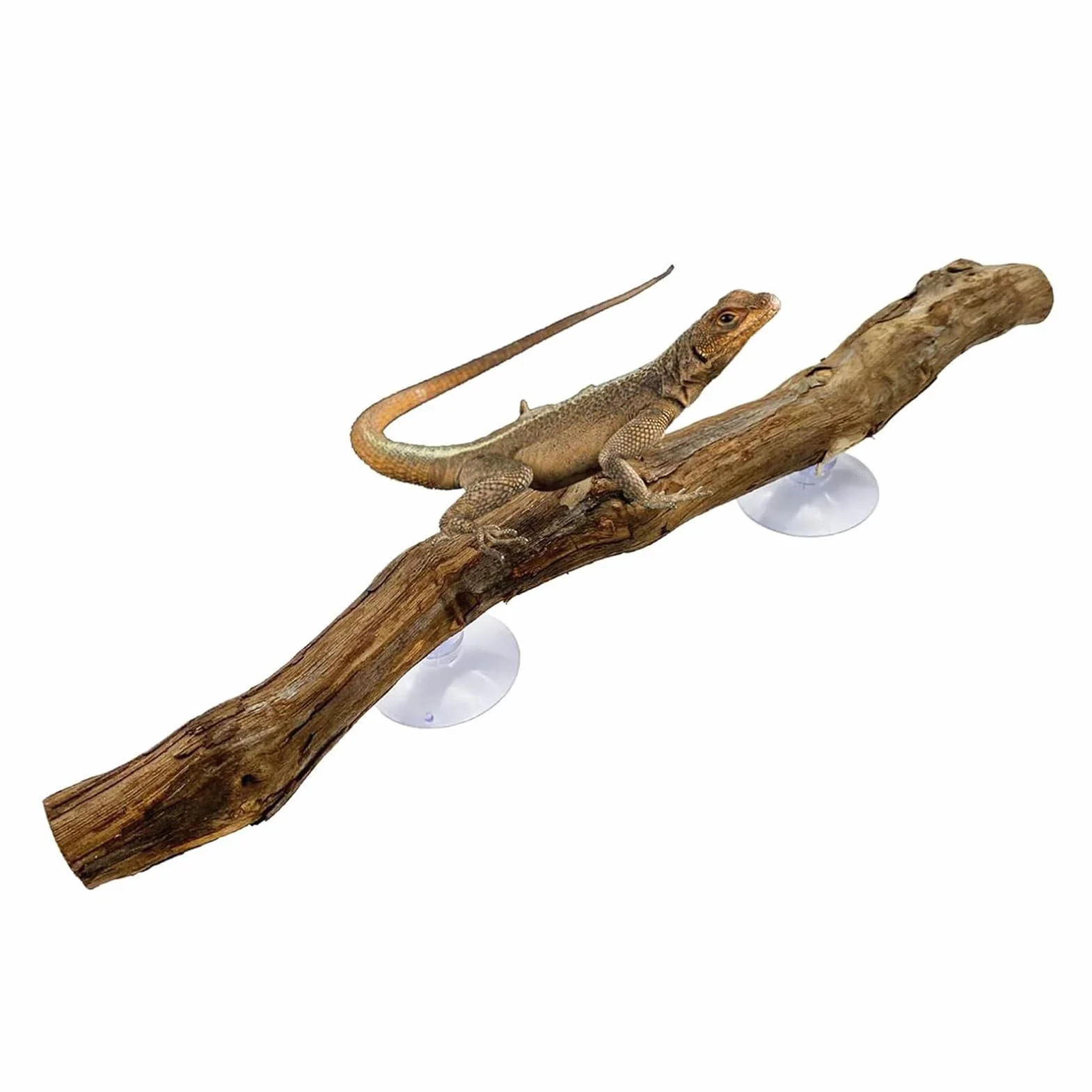 Branches Pour Reptiles Bois De Vigne 30 cm avec Ventouse Décoration Terrarium