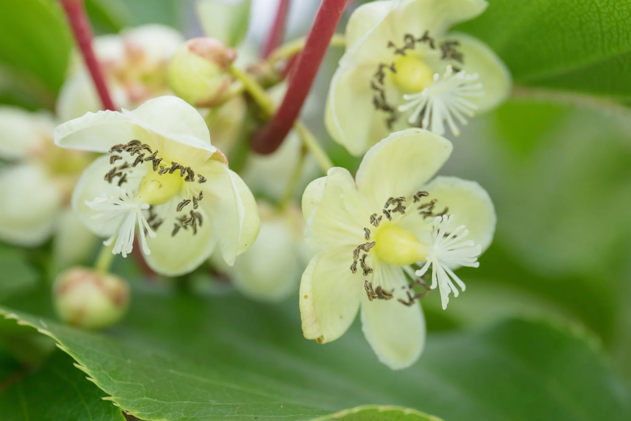 Shampoing Super désodorisant pour Animaux à la Fleur de Kiwi | Nettoie, nourrit, désodorise et protège la Peau | avec Bicarbonate de soude, extrait de Camomille et Vitamine B5, 500 ML