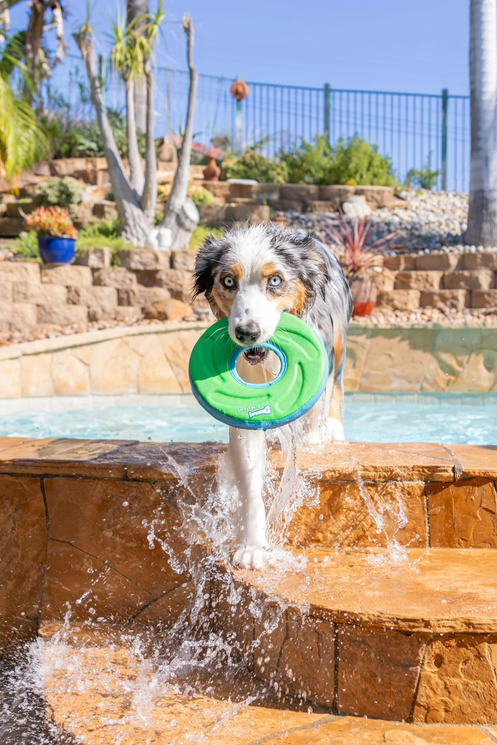 Chuckit Zipflight Frisbee Flottant Jouet Chien Taille M
