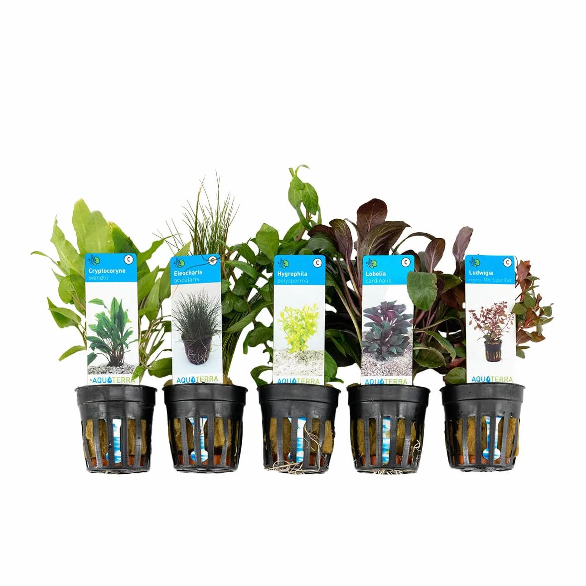 Bloomique Set de 5 Plantes d'aquarium véritables aquatiques Ludwigia Laîche aiguillon Amie de l'eau Lobélie Cryptocoryne 15-20 cm
