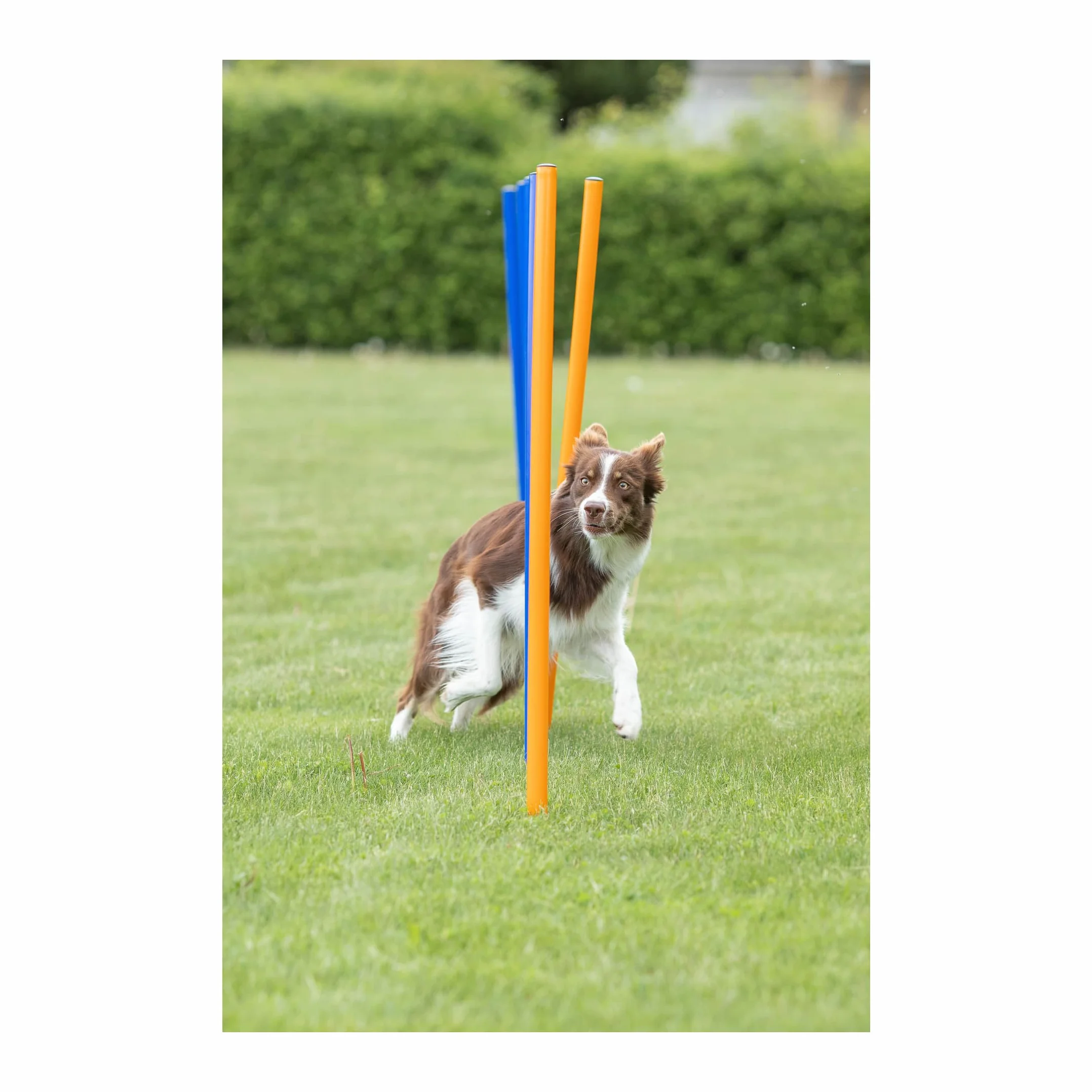 Trixie Dog Activity Agility Slalom 115H x 3W x 115L cm 12 Pieces Bleu Orange