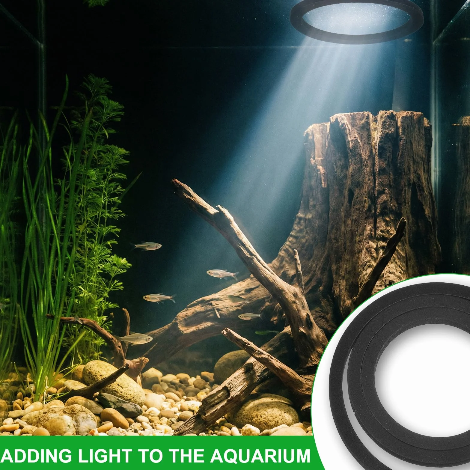 Betta Lot de 6 anneaux d'alimentation pour poissons Barrière flottante EVA pour aquarium Accessoires support plantes flottantes Mangeoire