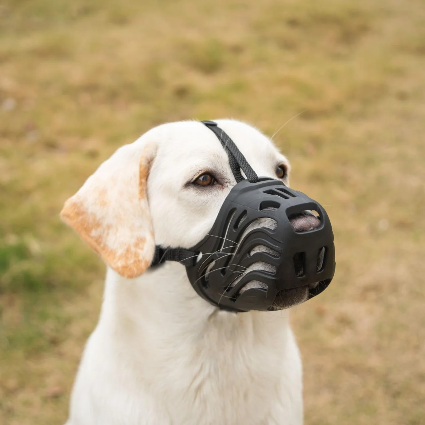 Muselière en silicone pour chiens petite, moyenne et grande taille empêche les morsures, la mastication et les aboiements (noir, taille M)