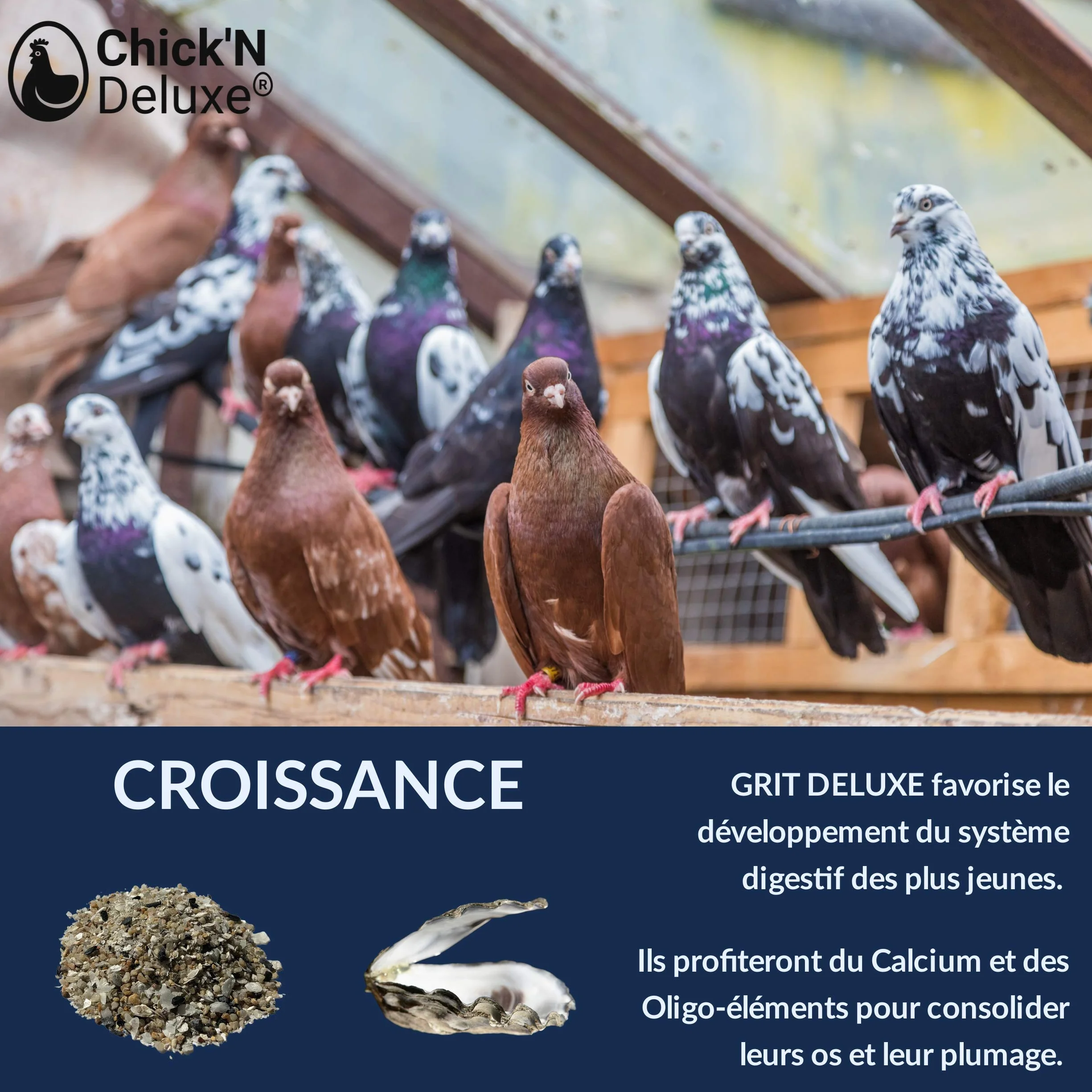 Chick'N Deluxe® Grit Deluxe 5kg Complément Alimentaire Pigeons Volailles Minéraux Charbon Actif Anis Digestion Coquille d'oeuf