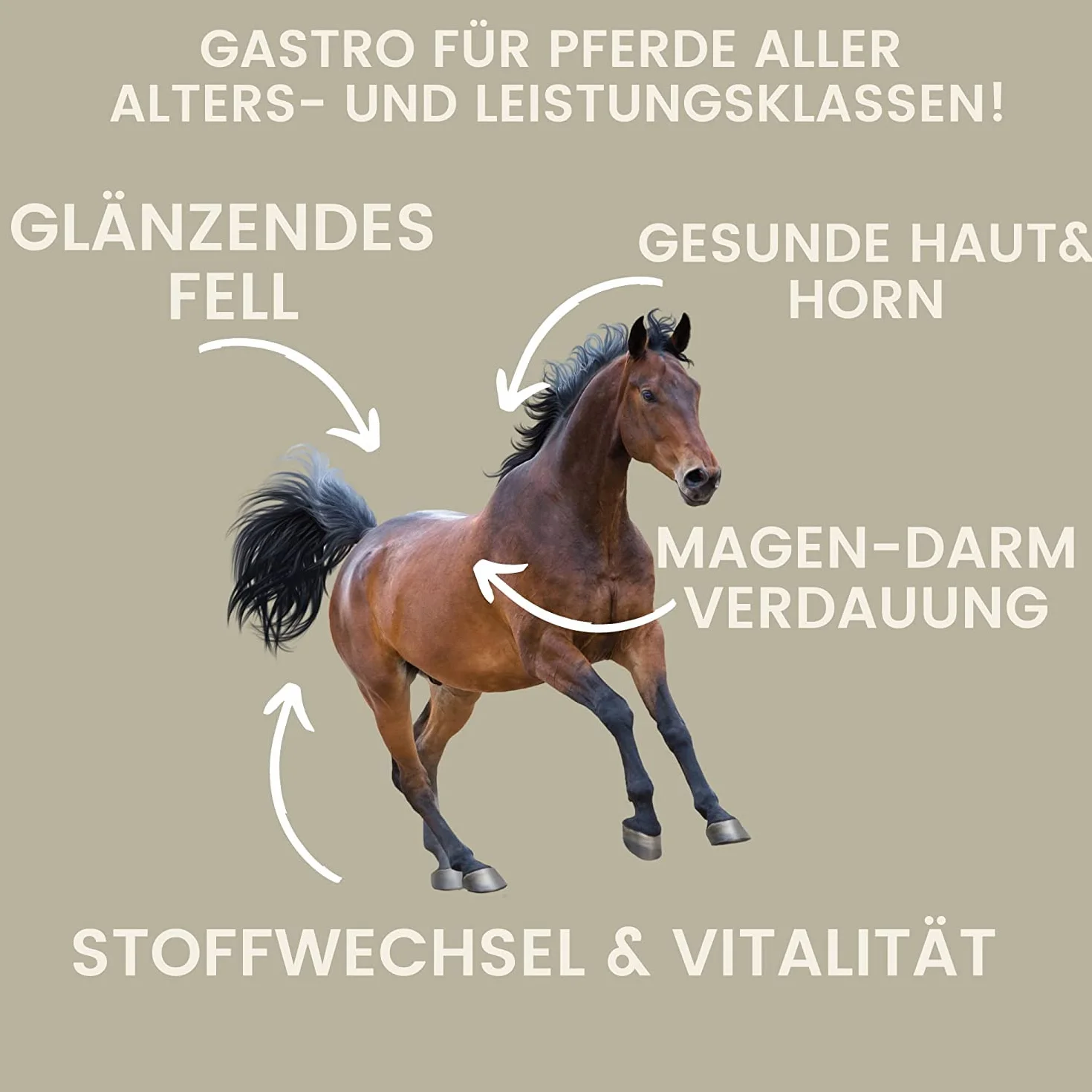 Pâte Gastro-intestinale Probiotiques Levure de bière Cheval Vitamine E Flore intestinale 30ml