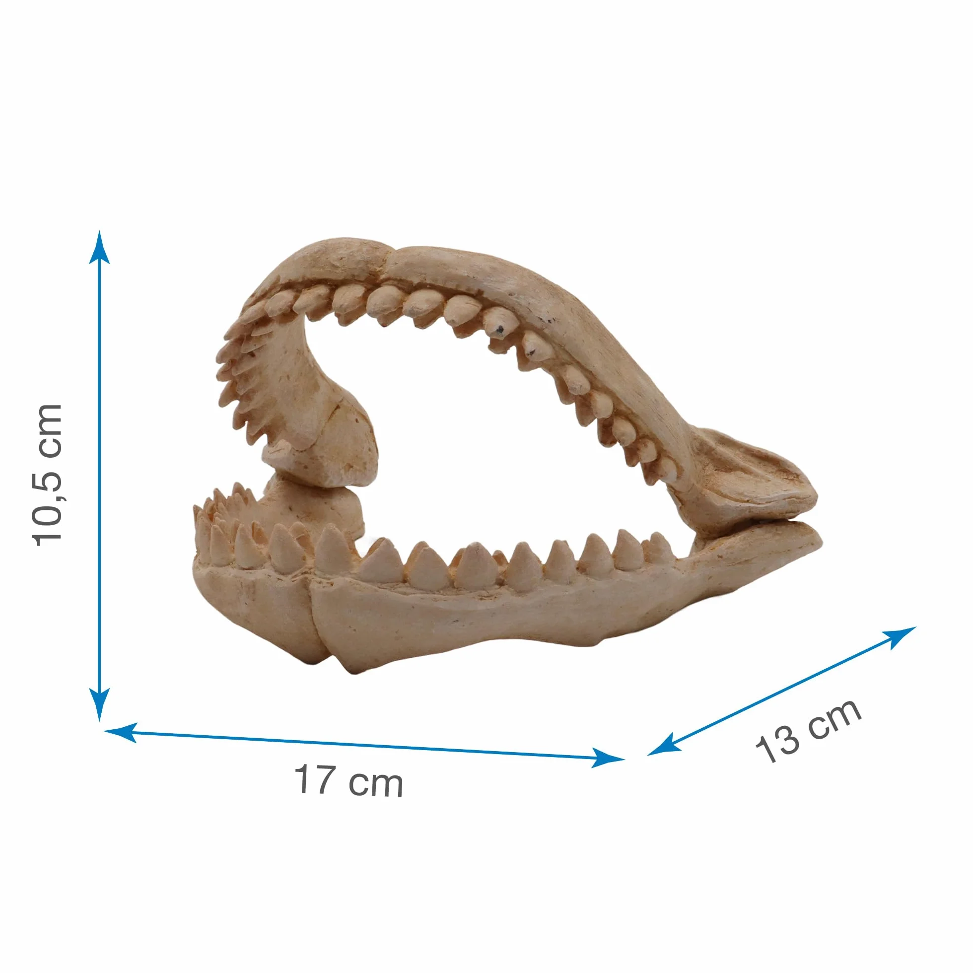 CROCI Dents de Requin Décoratif Aquariophilie Taille M