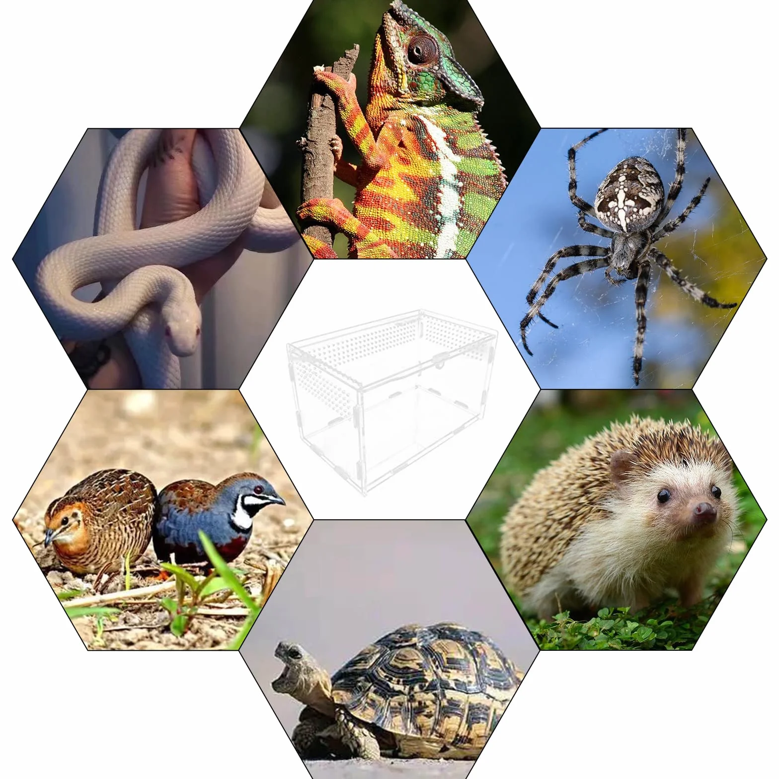 Nizirioo Boîte d'alimentation d'insectes 20cmx12cmx12cm Terrarium Reptile Transparent Portable