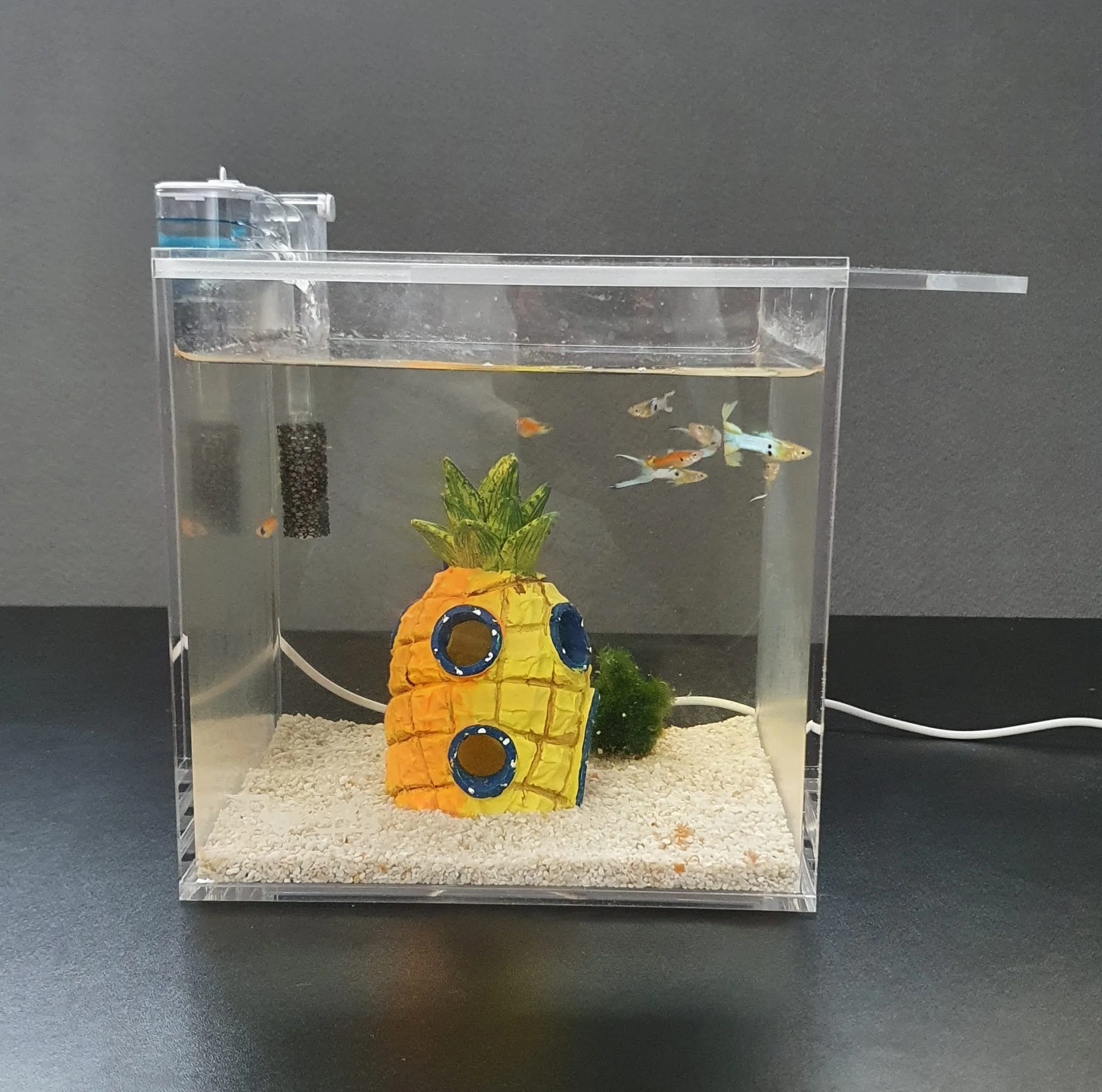 Petit aquarium portable en acrylique avec couvercle coulissant et trou d'alimentation pour terrarium, tortues et insectes 8 l (20 x 20 x 20 cm)