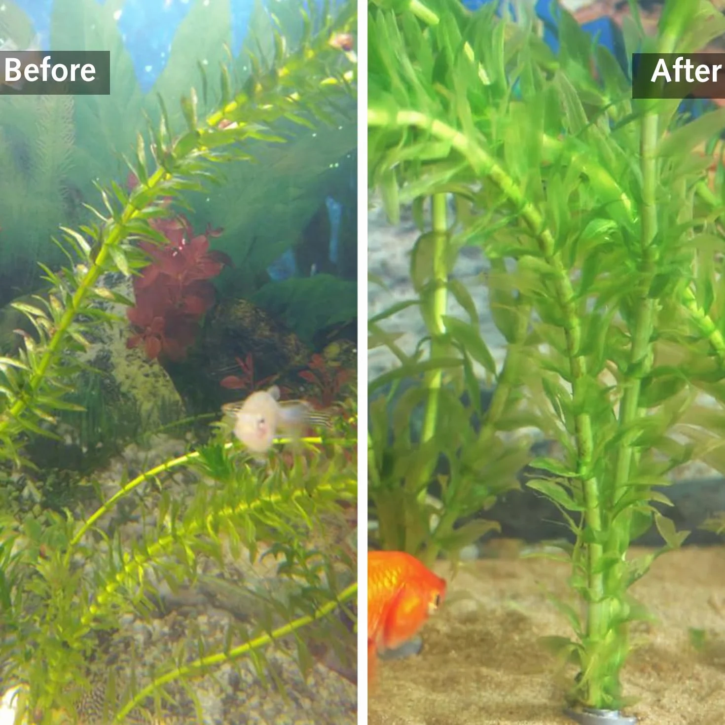 Luxiremi 20 poids d'ancrage pour plantes d'aquarium anti-flottement pliables renforcés