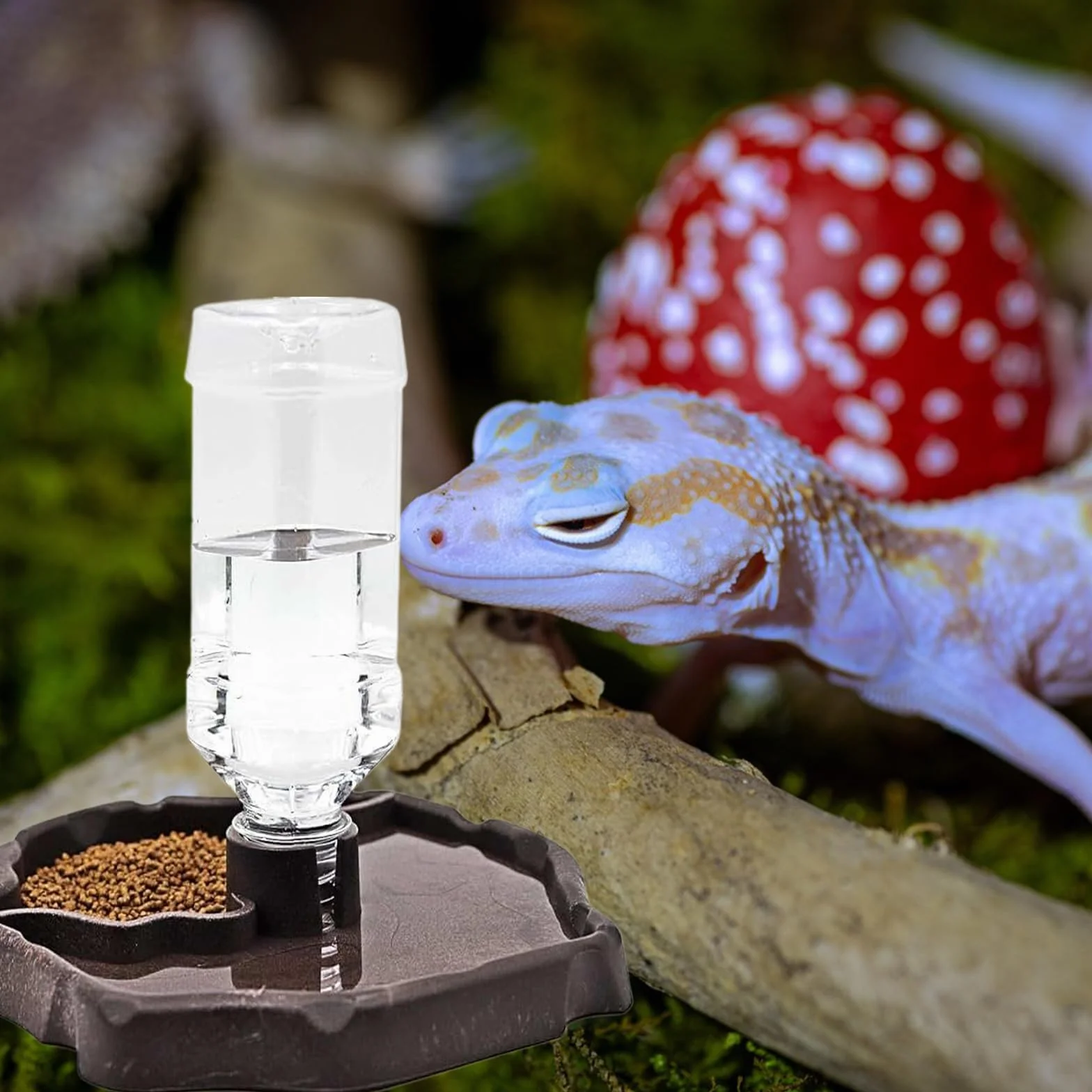 Distributeur d'eau pour Reptile 2 en 1, Mangeoire Tortue Terrestre avec Plat en Plastique