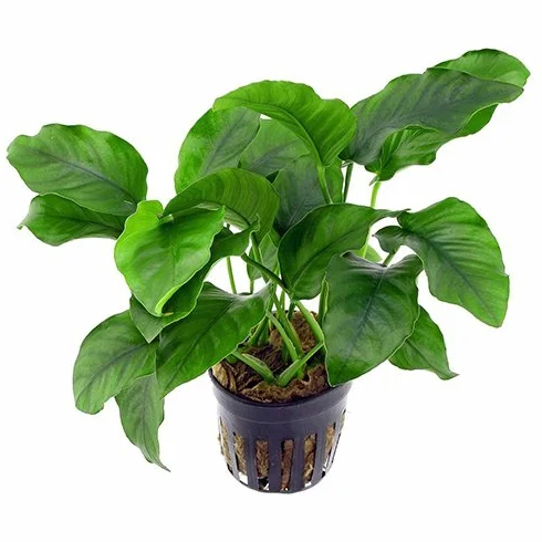 Anubias barteri plantes aquatiques vivantes aquarium eau douce