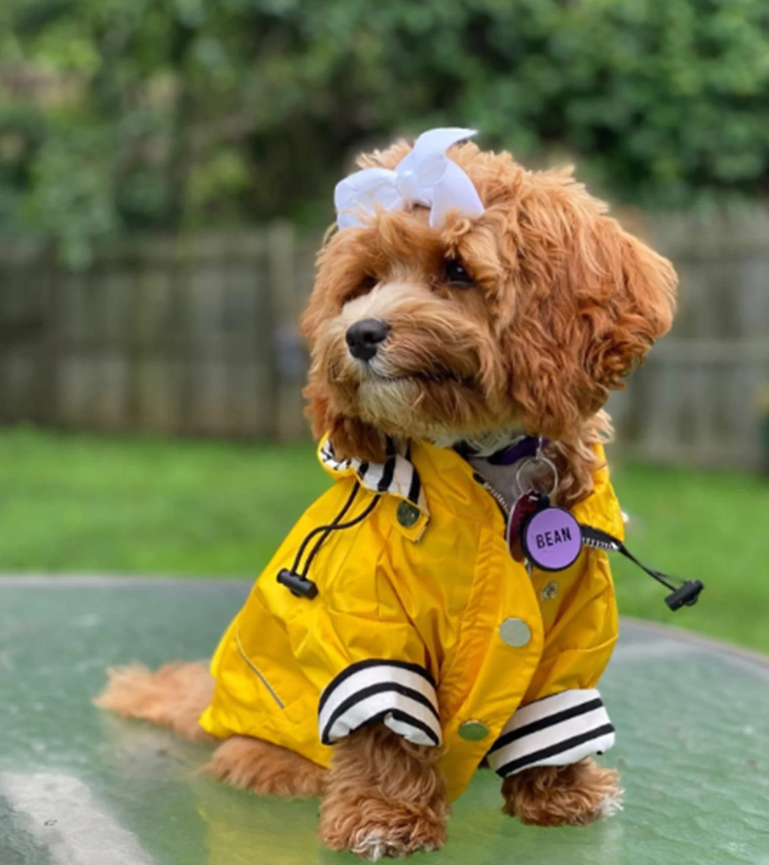MOREZI Imperméable pour Chien avec Boutons et Fermetures éclair réfléchissants, Capuche Amovible, Jaune