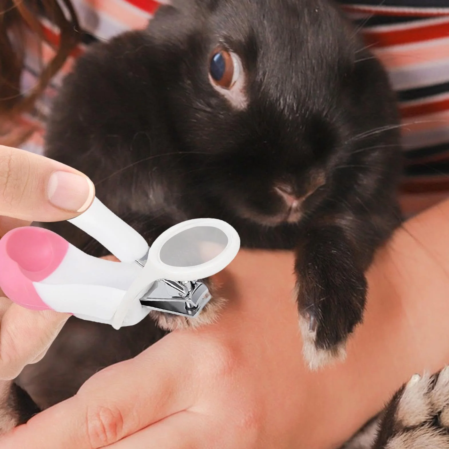 Coupe-ongles pour cochon d'Inde multifonction hérisson hamster lapin