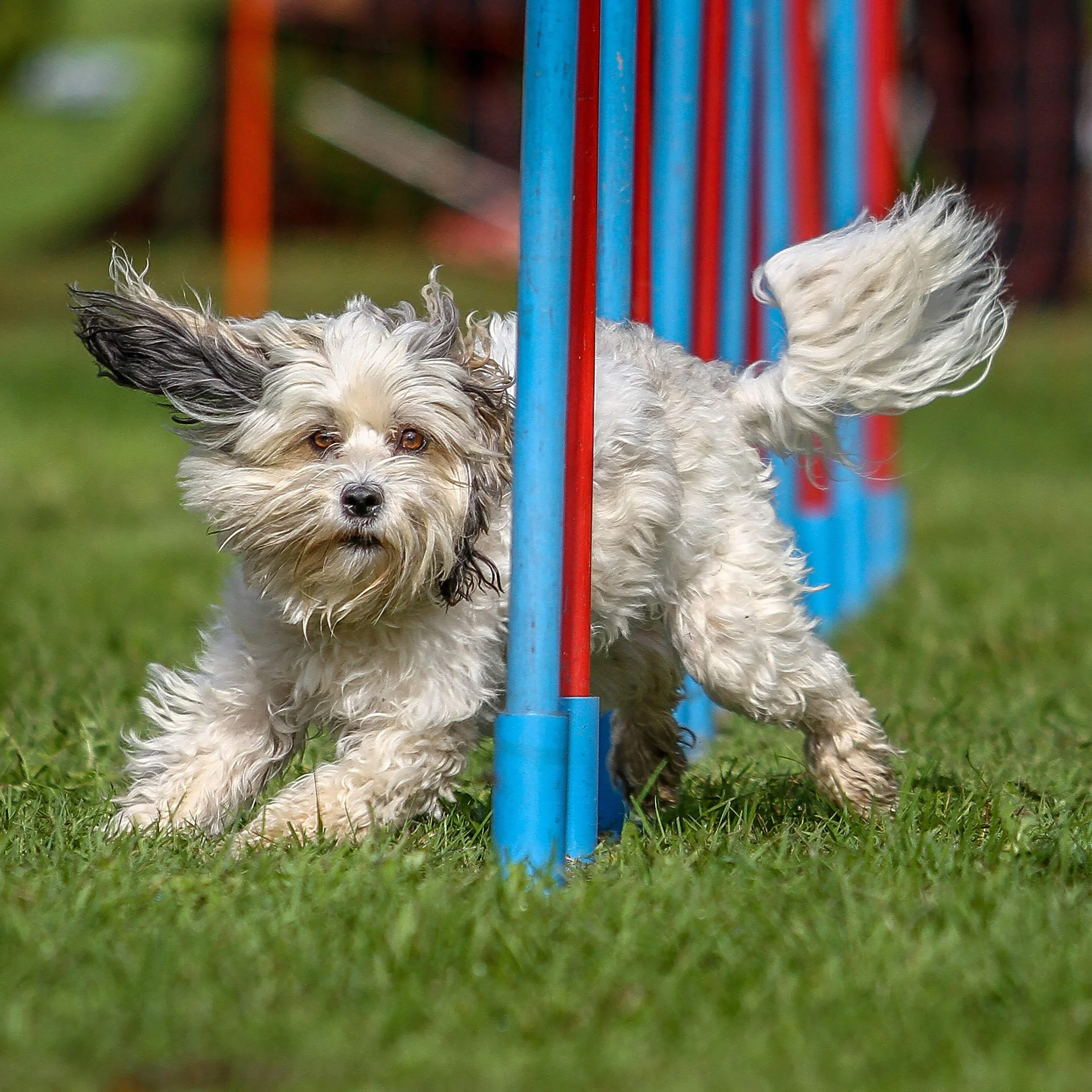 Relaxdays Dog Agility Baskets pour chien Multicolore 54 x 180 x 30 cm