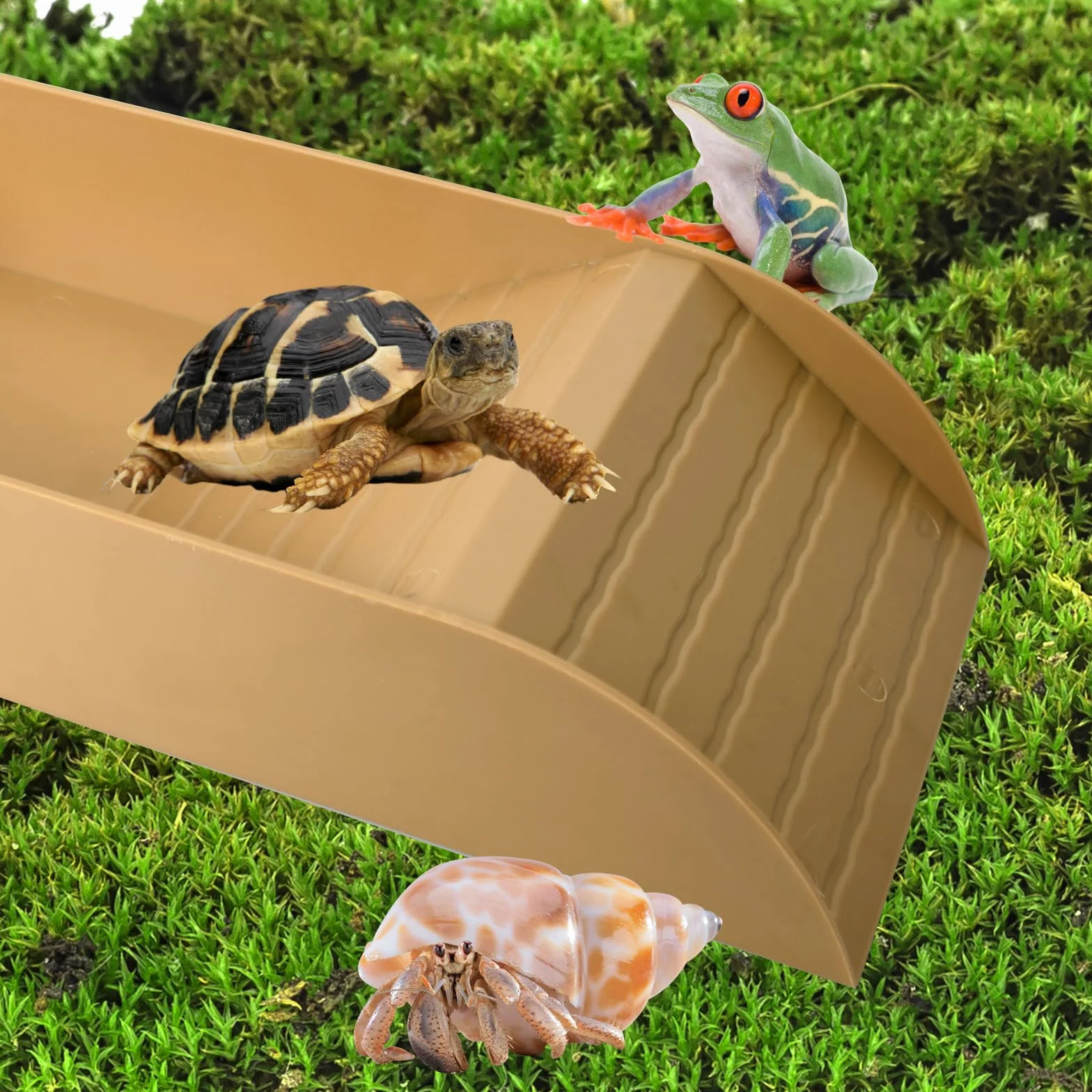 Bassin de Bain Tortue avec Bol Mangue - Accessoire Terrestre, Mangeoire Terrarium