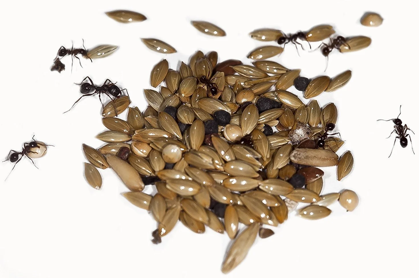 AntHouse 50 g Mélange de Graines Type I pour Reines Granivores et Colonie de Fourmis