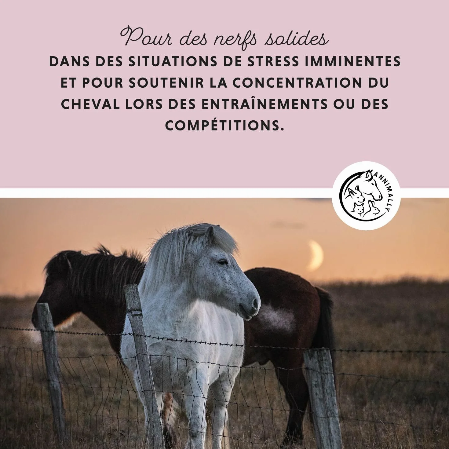 Annimally Poudre Relax pour Chevaux 850g pour Calmer Les Chevaux - Herbes pour Les nerfs avec magnésium, tryptophane, valériane, passiflore et Huile de Chanvre Contre l'anxiété, Le Stress