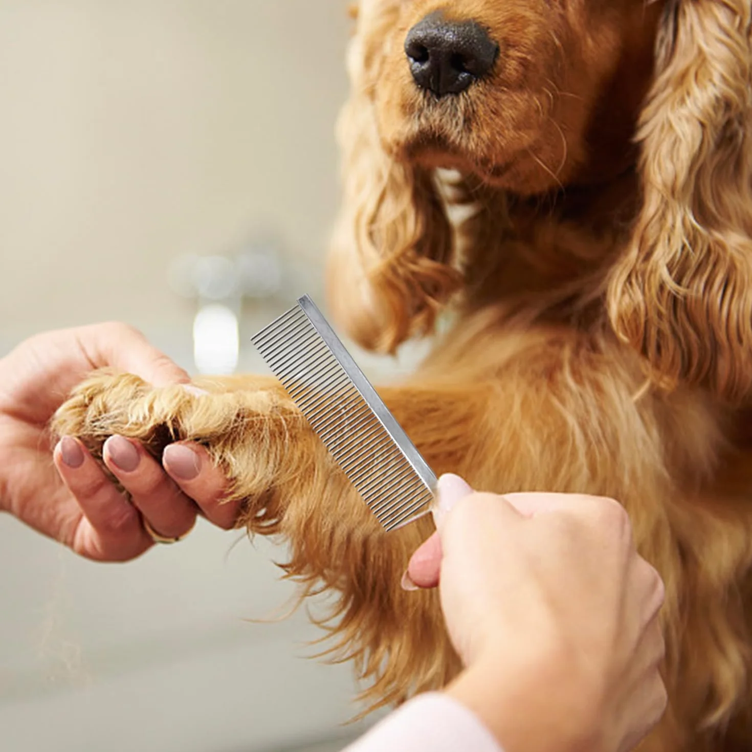 2 Morceaux en Peigne pour Animaux De Compagnie en Acier Inoxydable, Matériau De Zoo, Crête D'Épilation, Outils De Trésorerie De Cheveux.