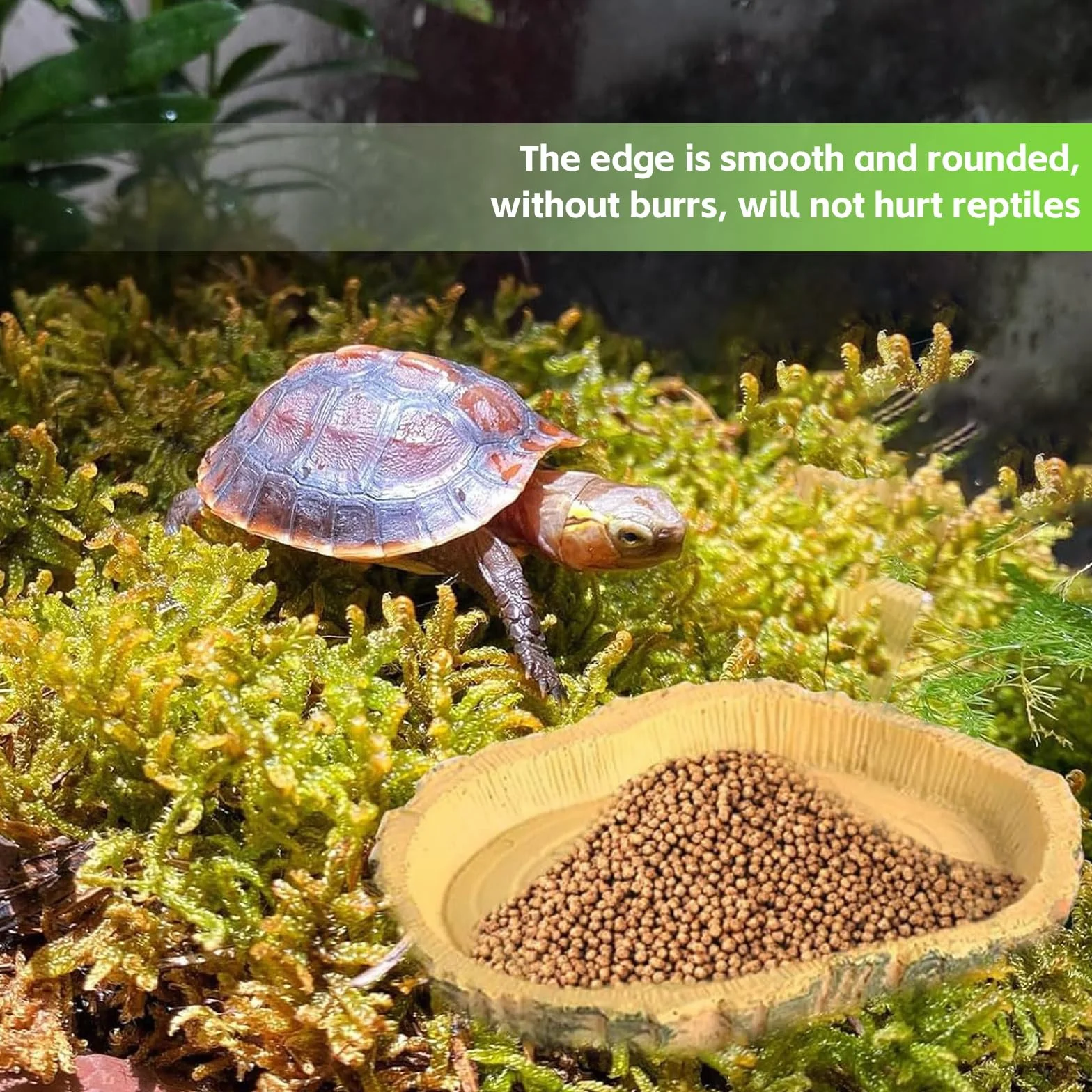Gamelle Tortue Terrestre Nature Bol d'eau pour Reptiles Intéressant