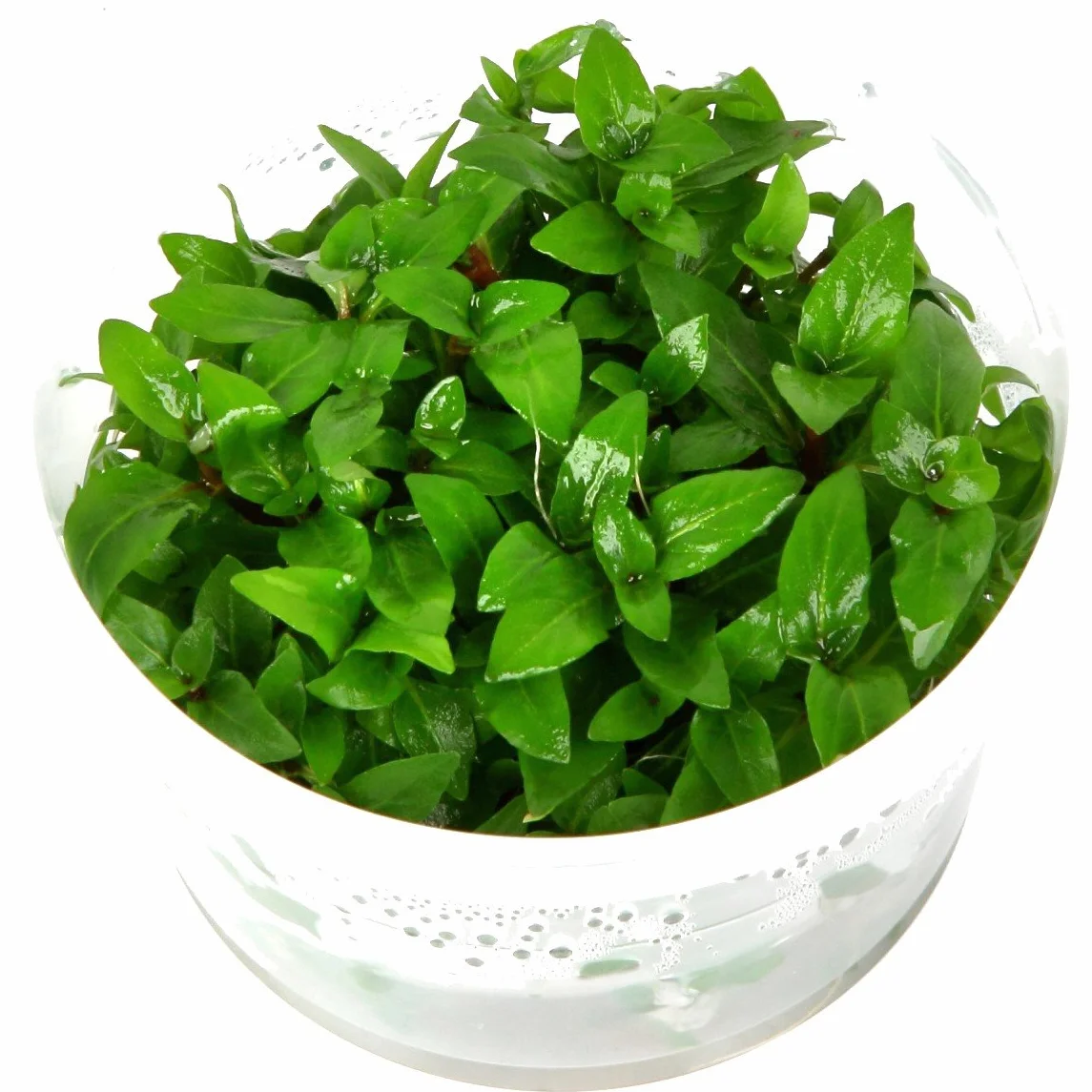 Tropica Staurogyne repens Live Aquarium Plant In Vitro Tissue Culture 1-2-Grow