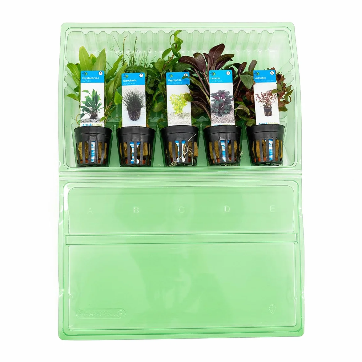 Bloomique Set de 5 Plantes d'aquarium véritables aquatiques Ludwigia Laîche aiguillon Amie de l'eau Lobélie Cryptocoryne 15-20 cm