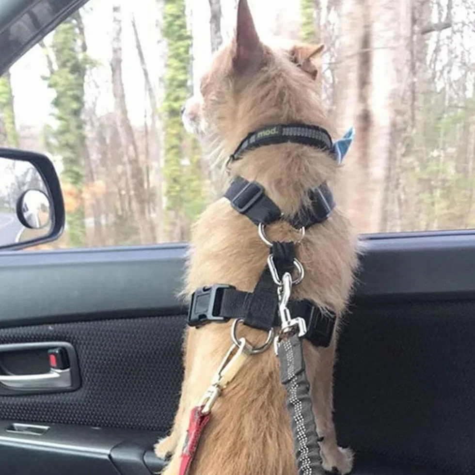 Lot de 2 Voiture Ceinture Chien Voiture, Harnais Voiture pour Chiens en Nylon Elastique, Laisse Chien Voiture Réglable avec Absorption, pour Tout Type de Voiture, pour Tous Les Chiens