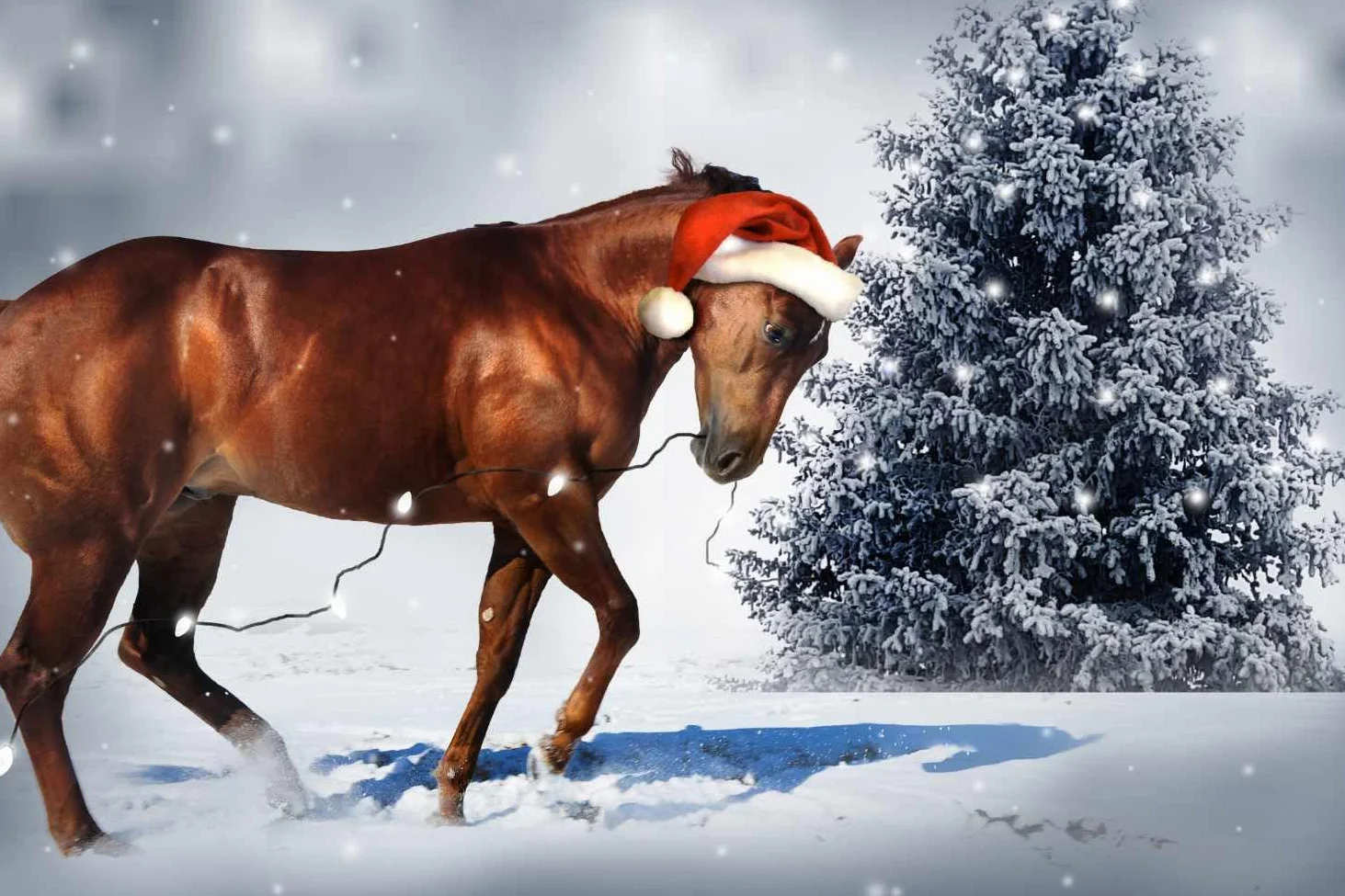 AMKA Bonnet de Noël pour chevaux avec ouverture aux oreilles Rouge/blanc