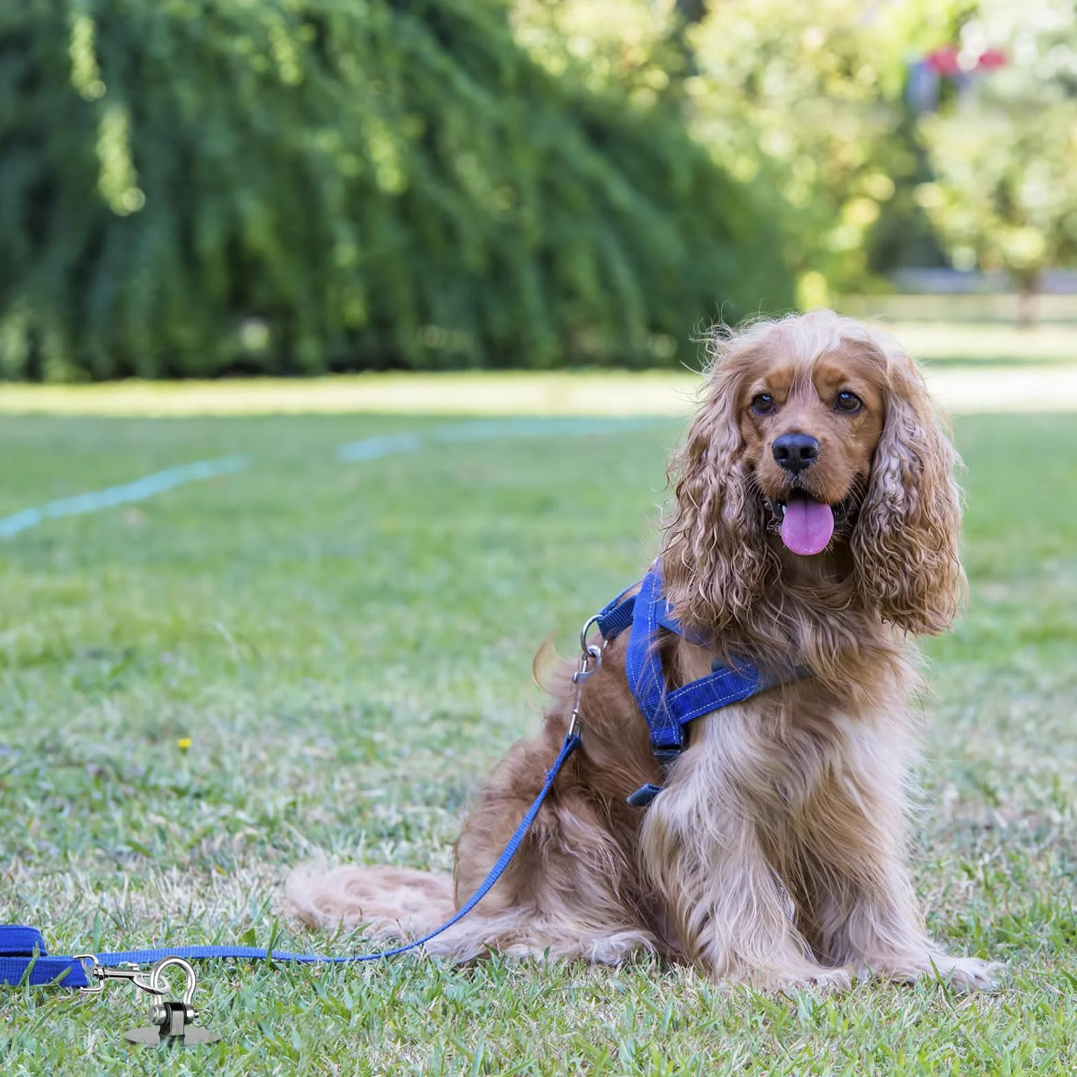 Piquet d'attache d'extérieur antirouille pour Chiens jusqu'à 100 kg, Pliables, Tige torsadée