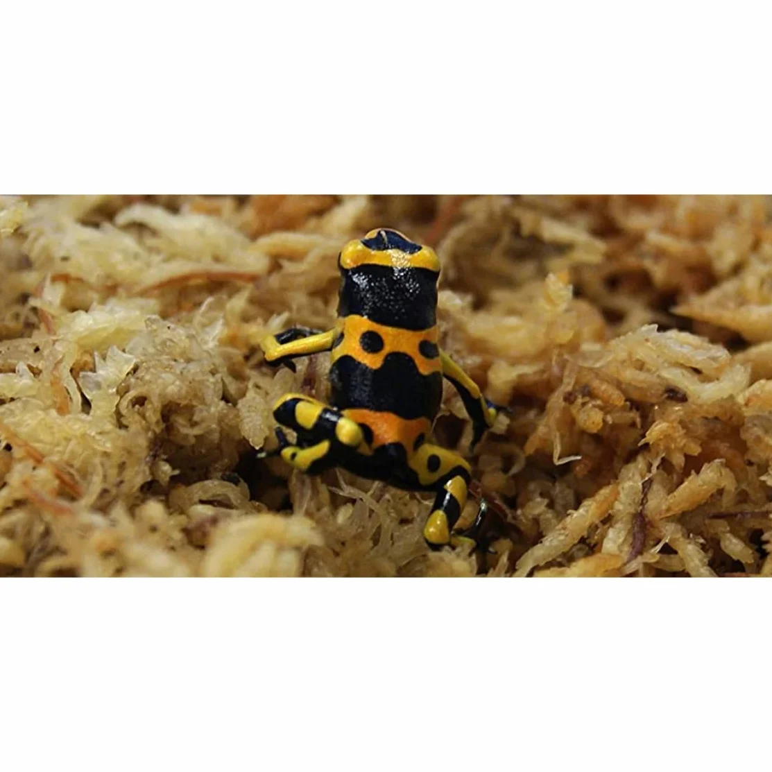Sphaigne Mousse pour Reptiles 150 g séchée Terrarium literie