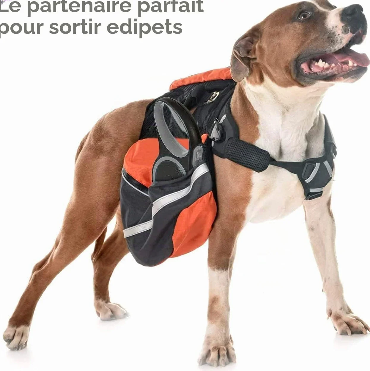 Laisse Chien Rétractable Edipets 8 Mètres Flexible Dressage Promenade