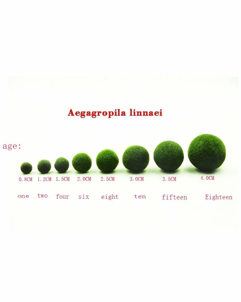 OMEM Marimo Ball Aquarium Kit Blanc Décoration Bureau Maison Cadeaux