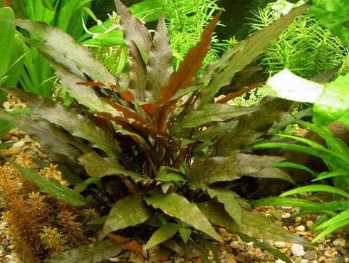Cryptocoryne Brown en touffe plante aquarium résistante