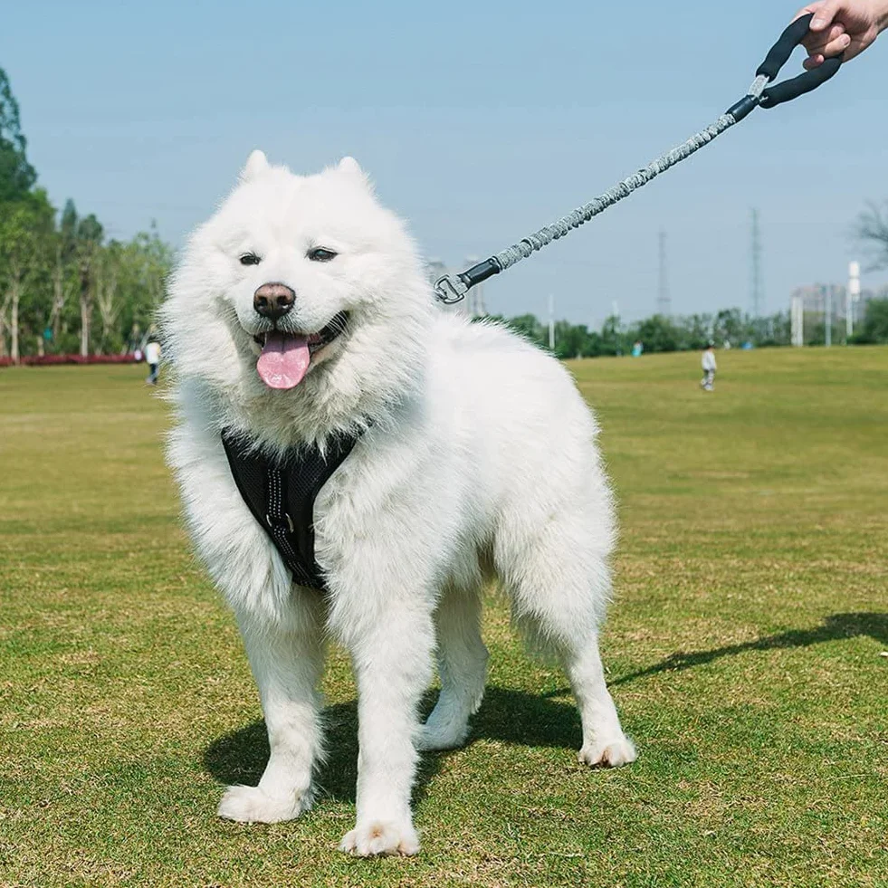 Laisse Chien Élastique Nylon Anti Traction Grande Taille avec Poignée Rembourrée