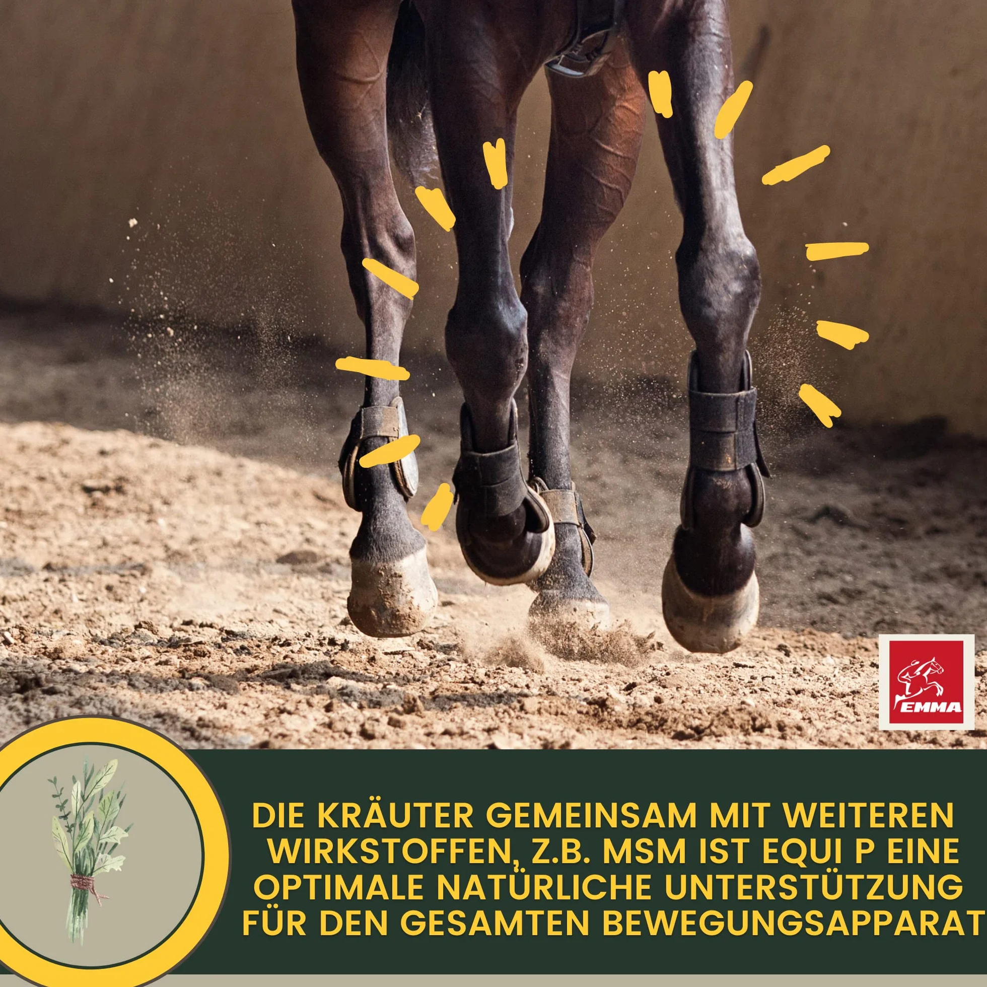 MSM Cheval Pâte vitaminée Plus glucosamine chondroïtine Haute Dose Vitamine C levure de bière Appareil locomoteur articulations 3pc
