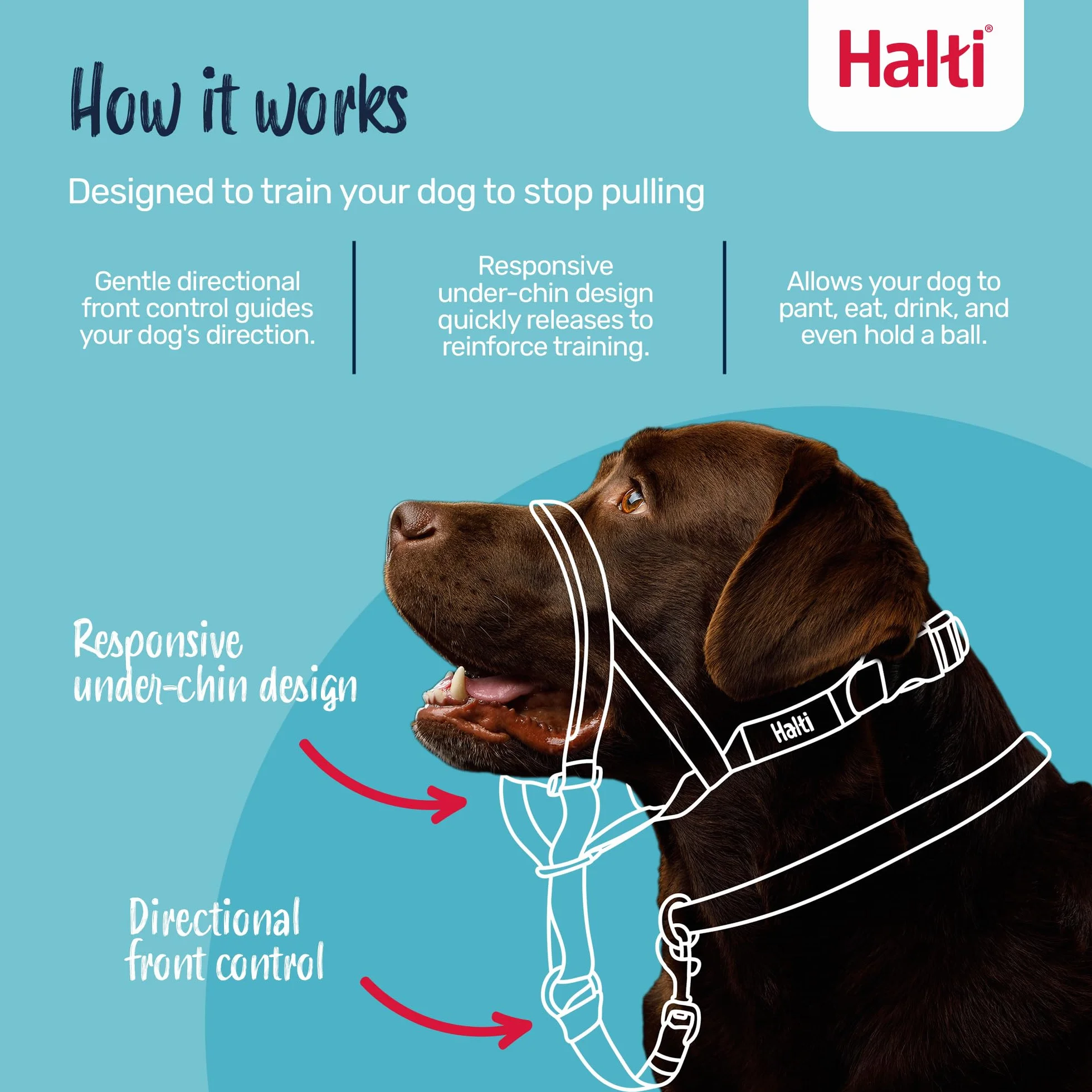 THE COMPANY OF ANIMA Halti Collier pour Chien Noir 3