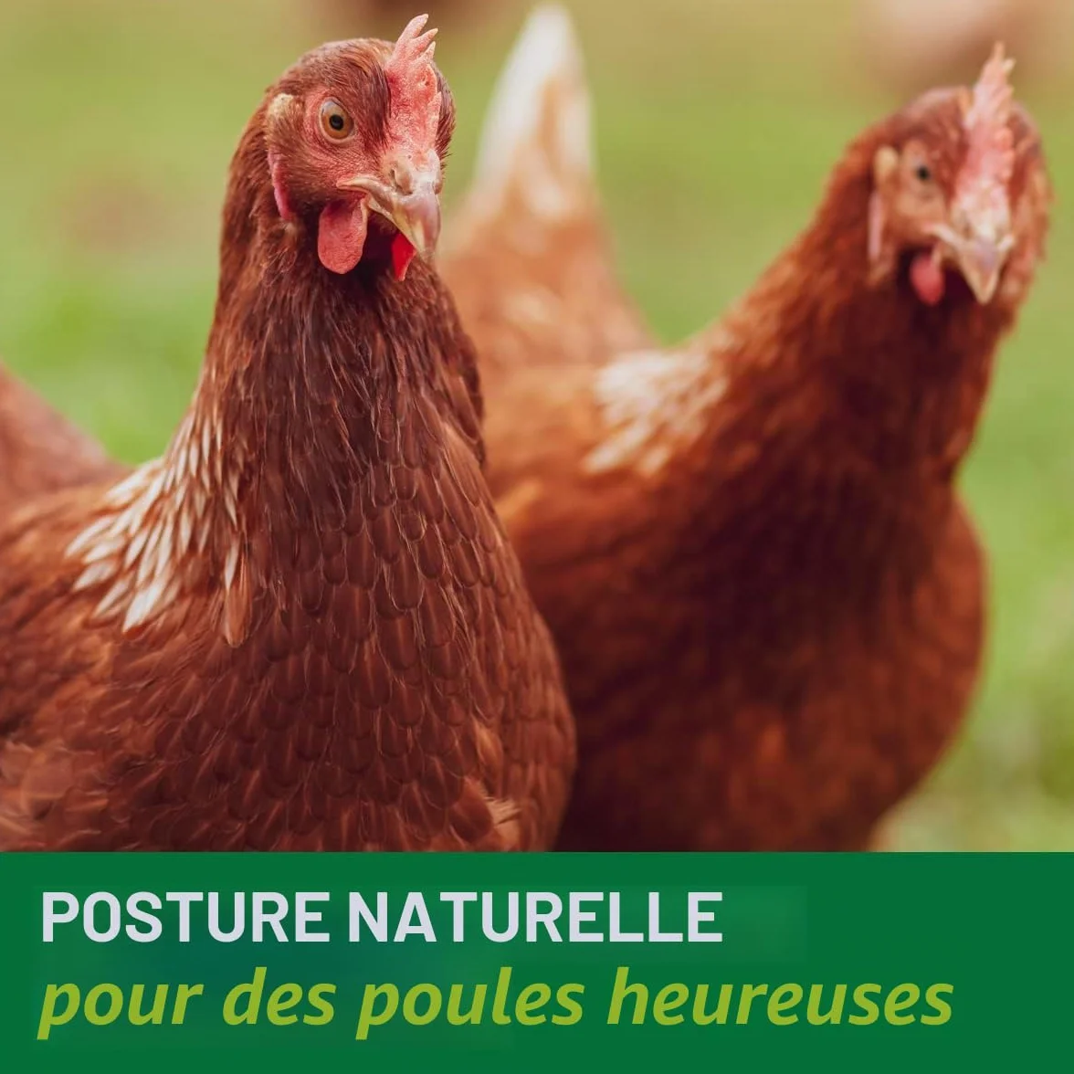 HÜHNER Land Intestin Vital 500 ml pour poulets – Soutien digestion flore intestinale